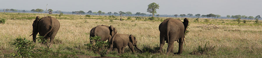 Elefantes en el safari