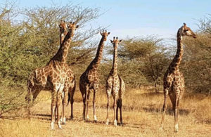Reserva de animales en Senegal